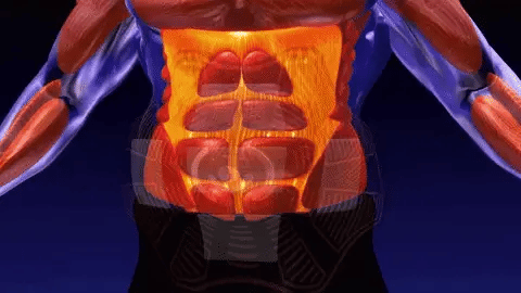 ToniX® - ESTIMULADOR ABDOMINAL MILITAR TONIFICADOR DE MÚSCULO – Click&Go